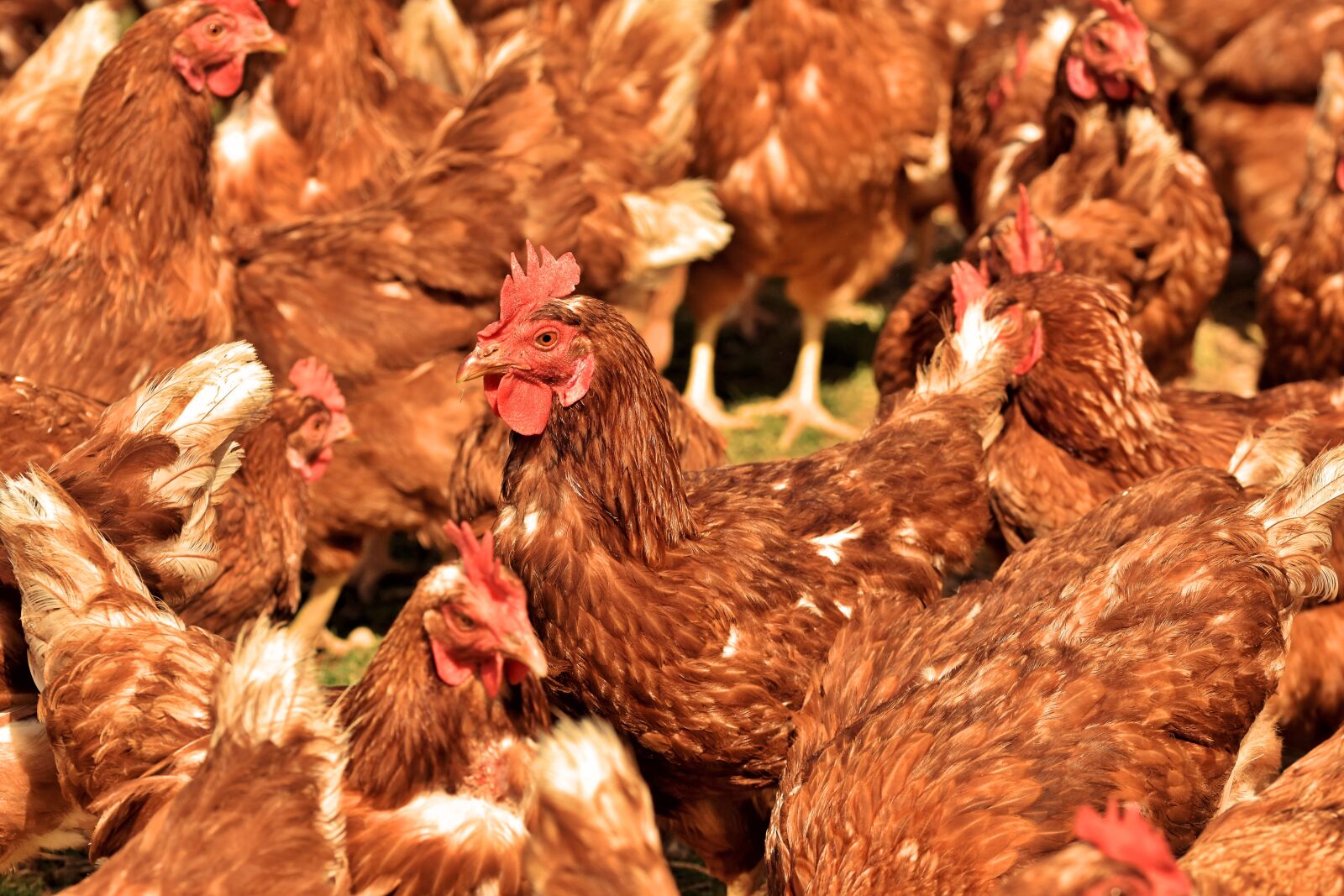 Nikon D7200 sample photo. Chicken, hen, poultry photography