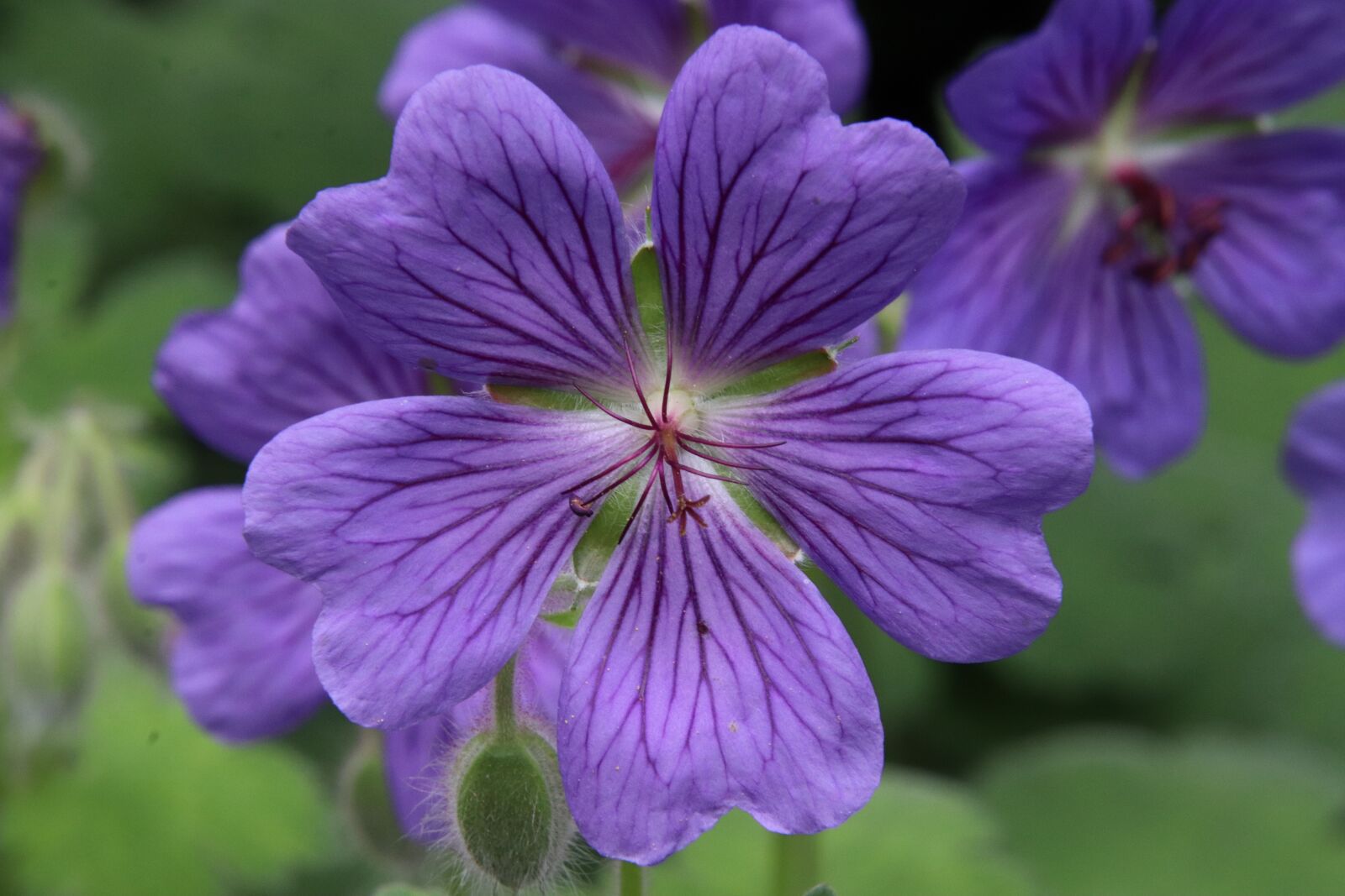 Canon EOS 800D (EOS Rebel T7i / EOS Kiss X9i) sample photo. Flower, violet, plants photography