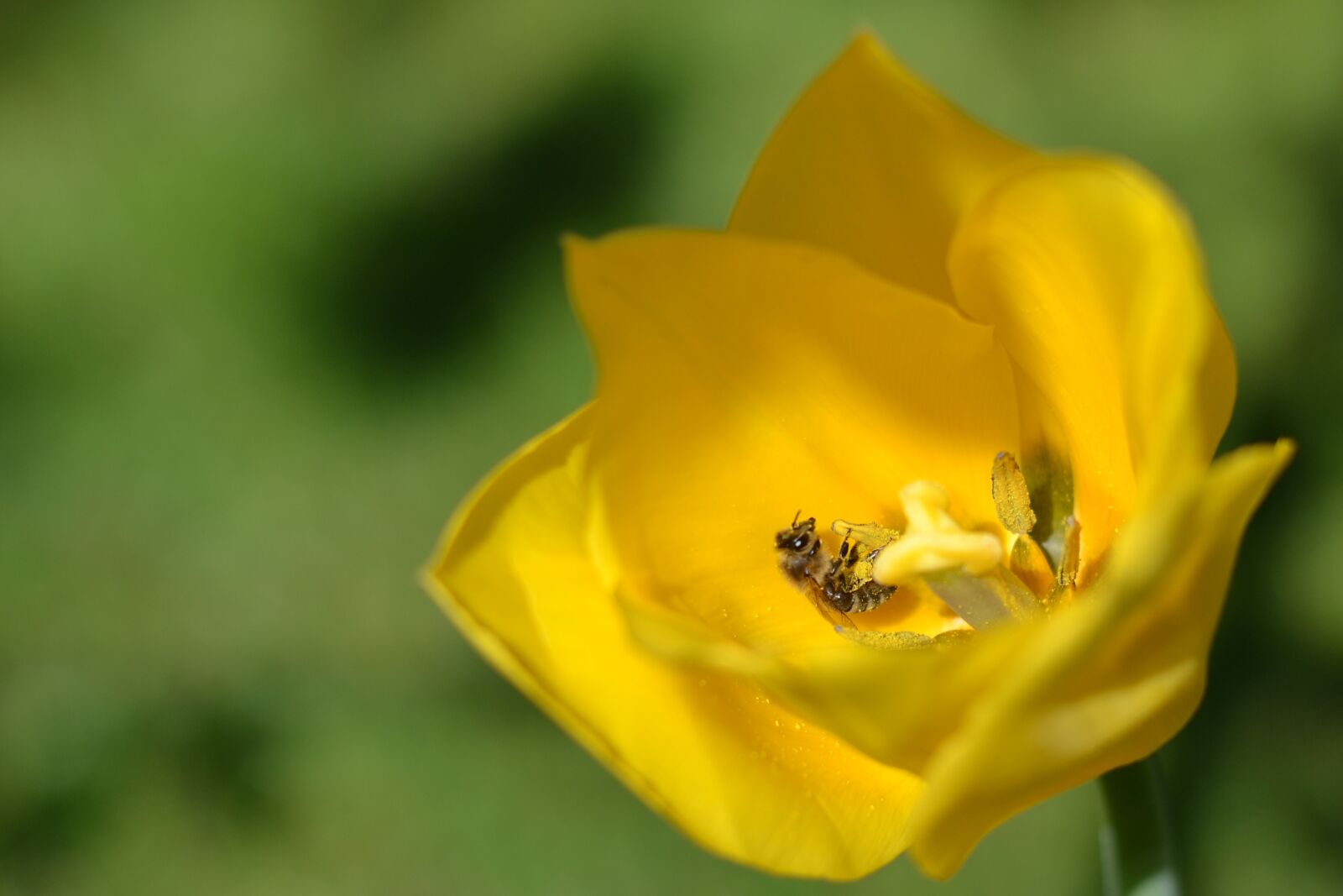 Nikon D3100 sample photo. Flower, pollen, bee photography