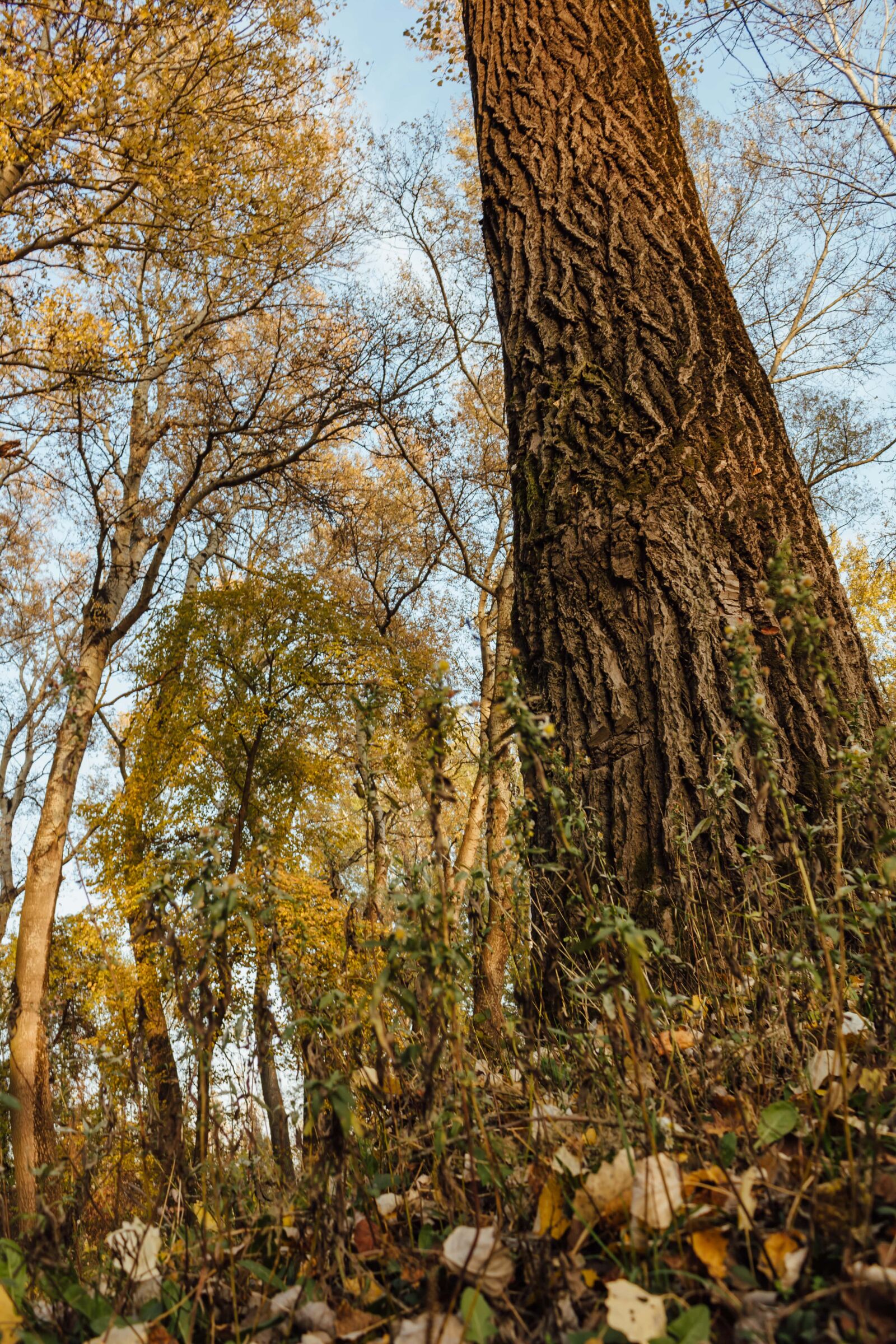 Canon EF-S 18-55mm F3.5-5.6 IS sample photo. Trees, tall, vertical, bark photography