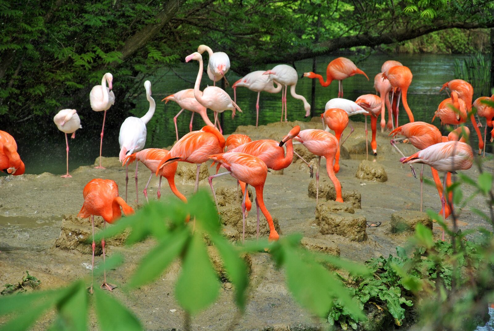 Nikon D3000 sample photo. Zoo, flamingos, exotic photography