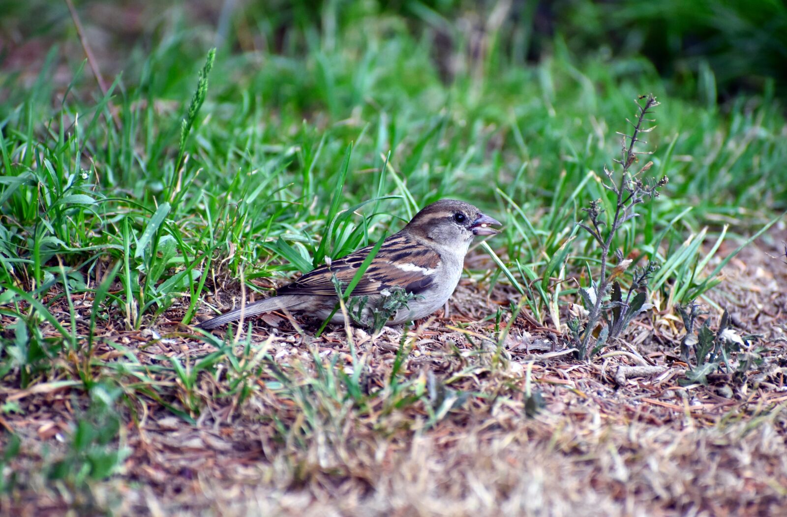 Nikon D3500 sample photo. House sparrow, house sparrow photography
