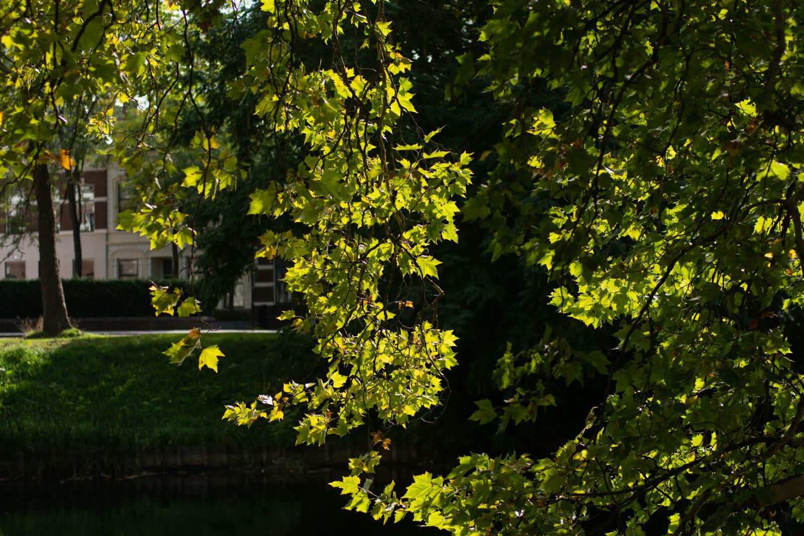 Nikon D7200 sample photo. City, park, green photography