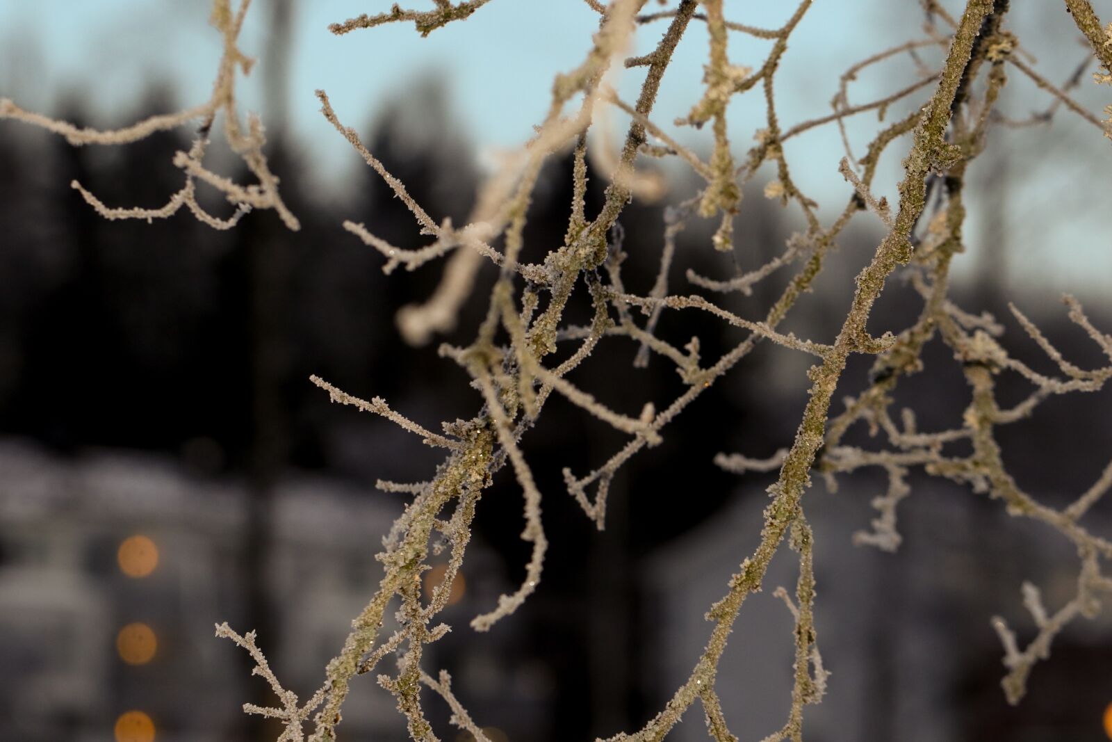 Canon EOS 7D Mark II sample photo. Frost, winter, branch photography