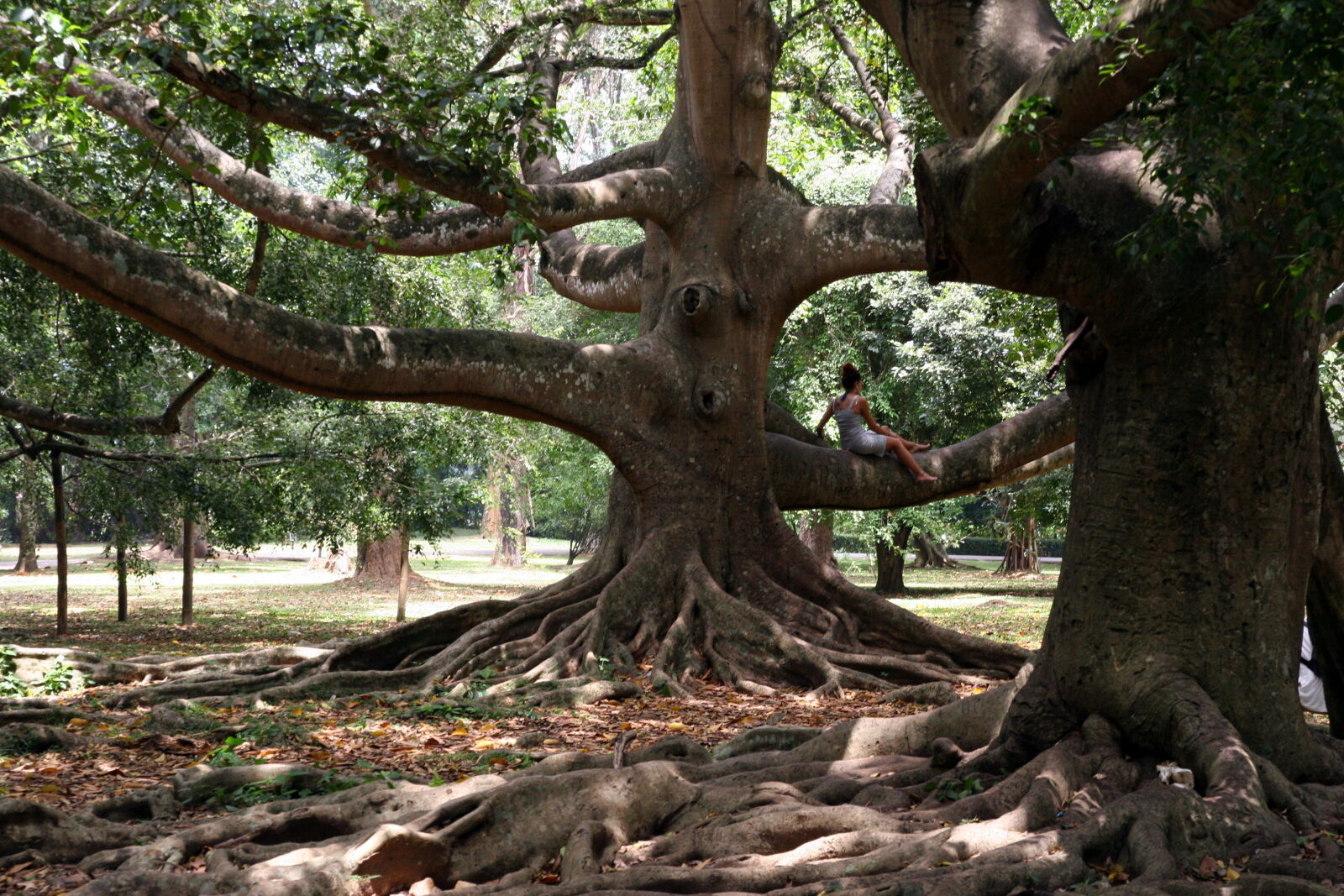 Canon EOS 20D sample photo. Girlinatree photography