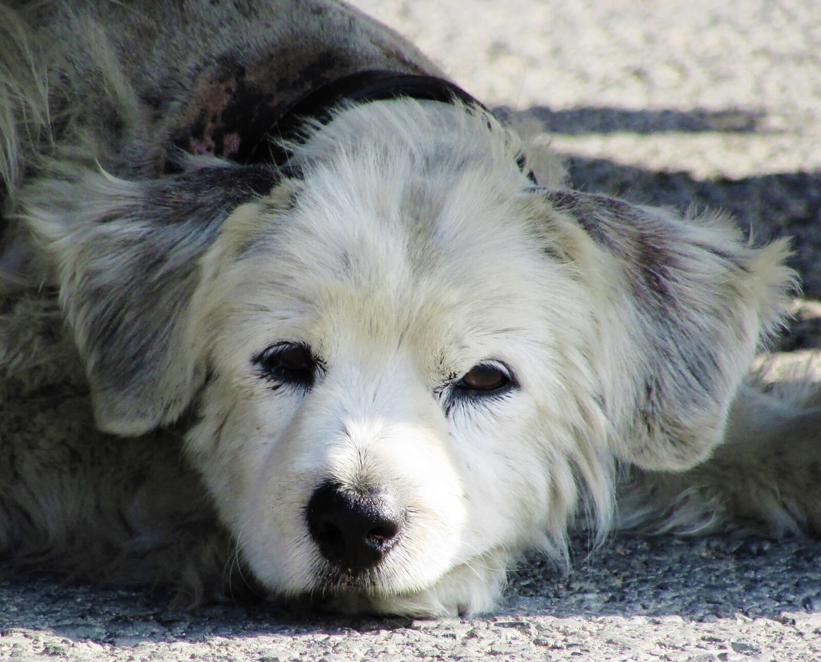Canon PowerShot SX400 IS sample photo. Dog, stray, sad photography