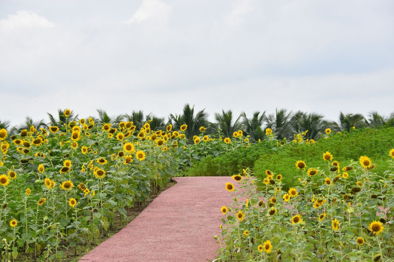 Nikon D7200 sample photo. Sunflower, beautiful landscape, nature photography