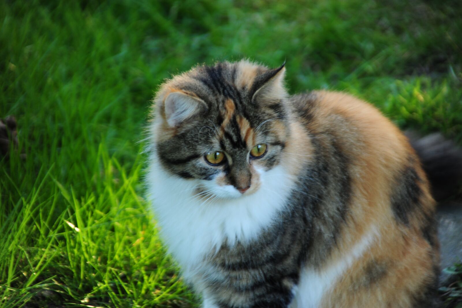 Nikon D700 sample photo. Cat, maine coon mix photography