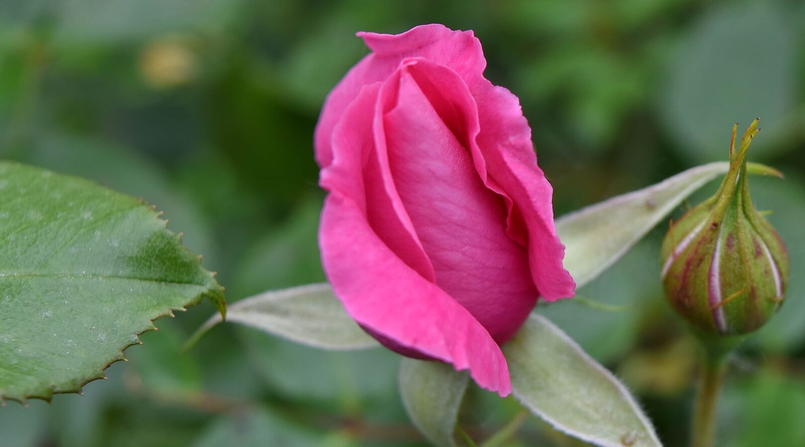 Nikon D5500 sample photo. Green leaf, rose, shrub photography