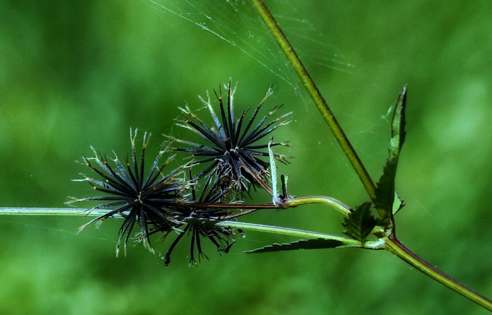 Canon EOS 760D (EOS Rebel T6s / EOS 8000D) sample photo. Nature, flora, leaf photography
