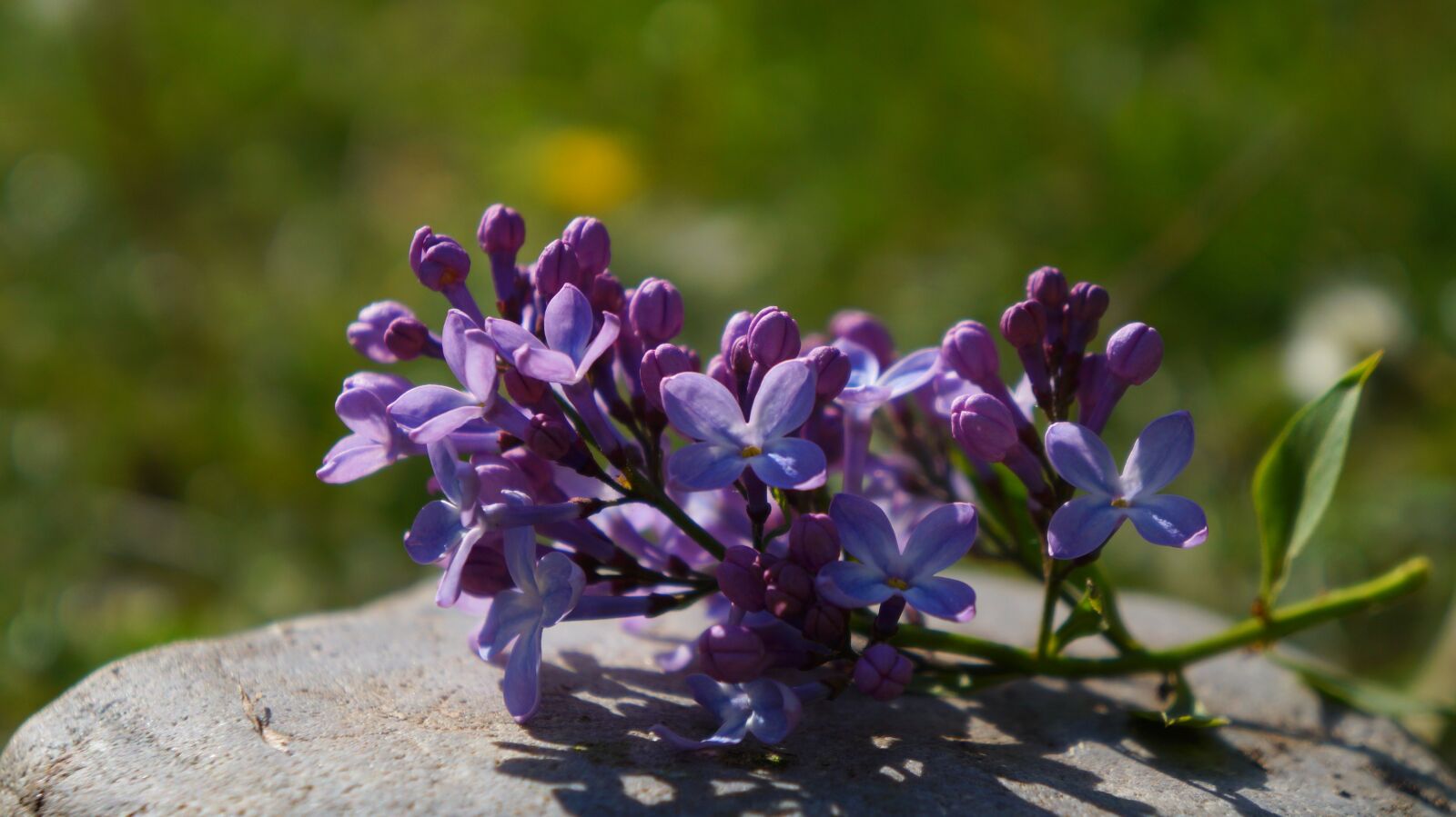 Sony Alpha a3000 + Sony E 18-55mm F3.5-5.6 OSS sample photo. Nature, plants, stone photography
