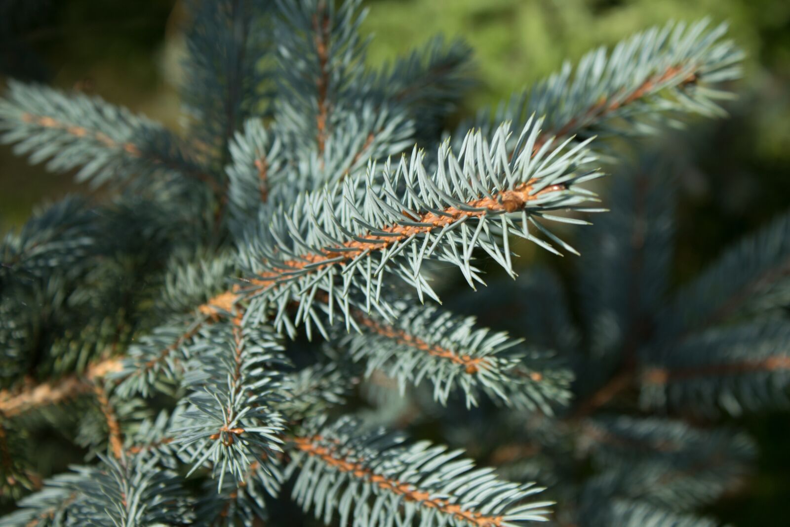 Canon EOS 1300D (EOS Rebel T6 / EOS Kiss X80) sample photo. Branches, evergreen, pine photography