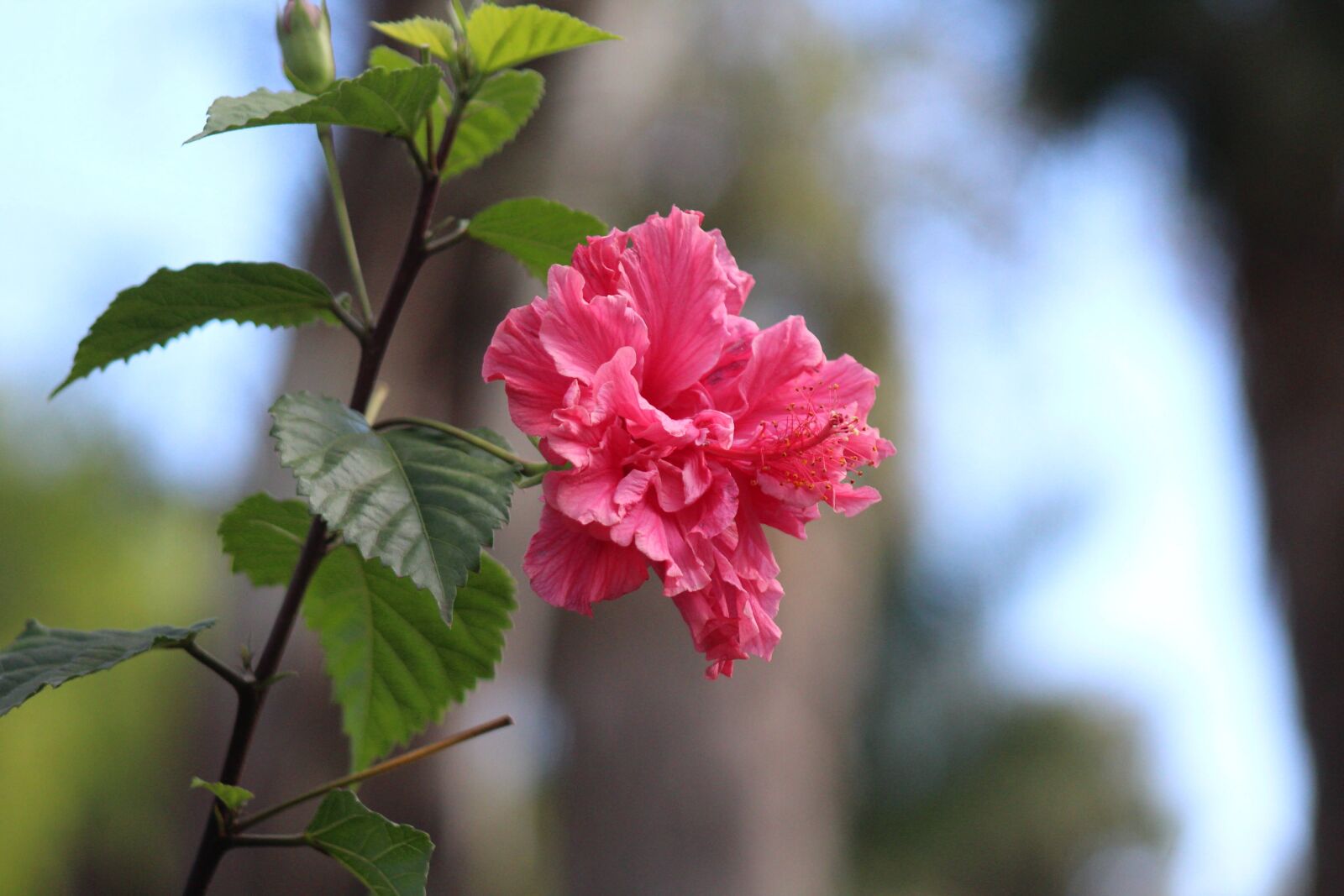 Canon EOS 1200D (EOS Rebel T5 / EOS Kiss X70 / EOS Hi) sample photo. Pink hibiscus photography