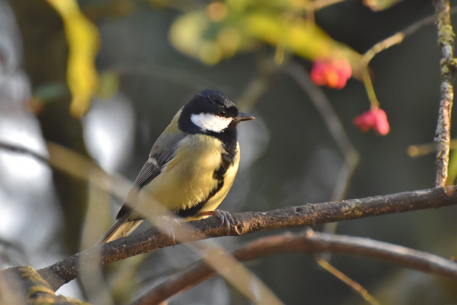 Nikon D7200 sample photo. Tit, songbird, small bird photography