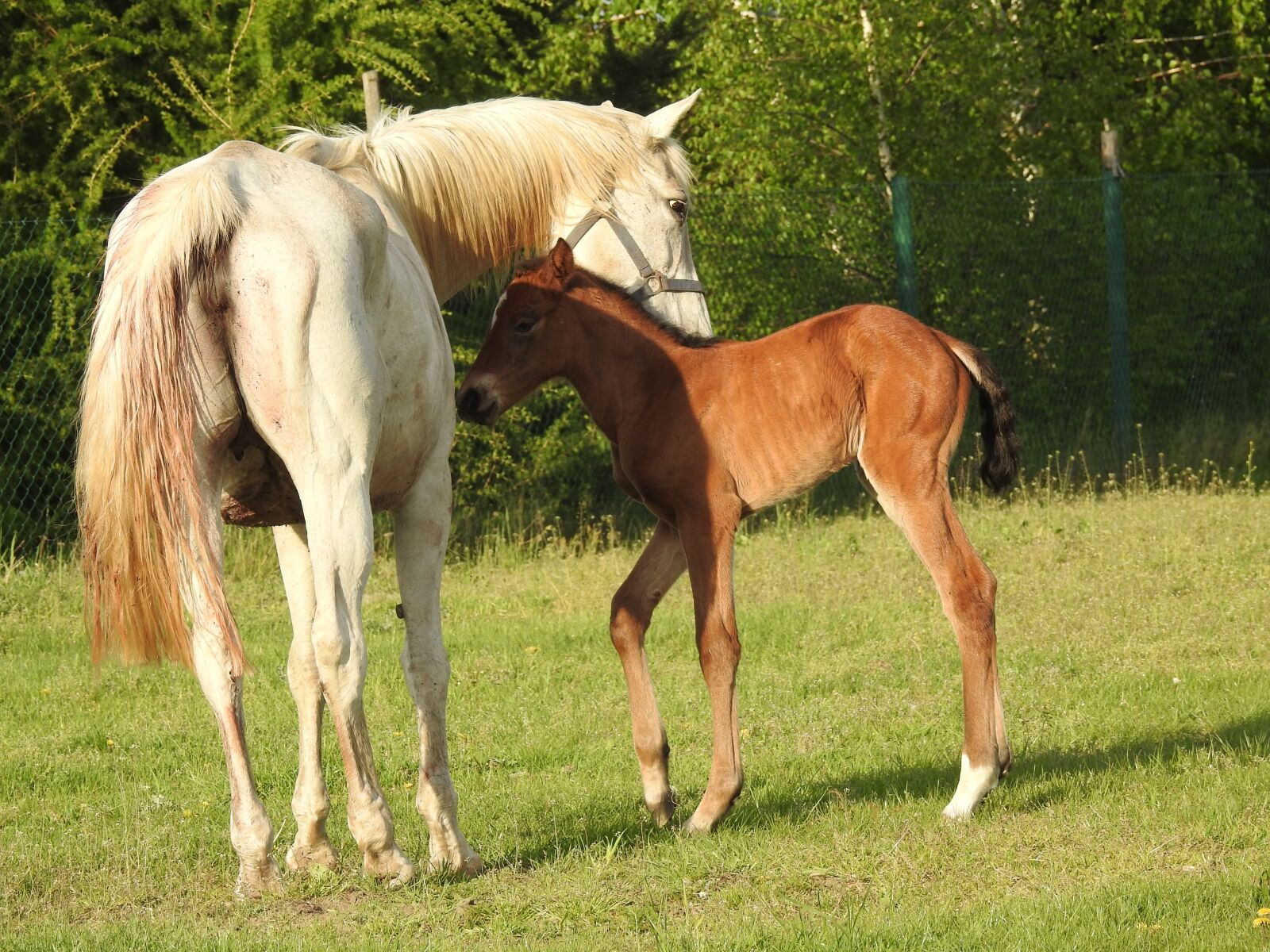 Nikon Coolpix P900 sample photo. Mare, offspring, kennel photography