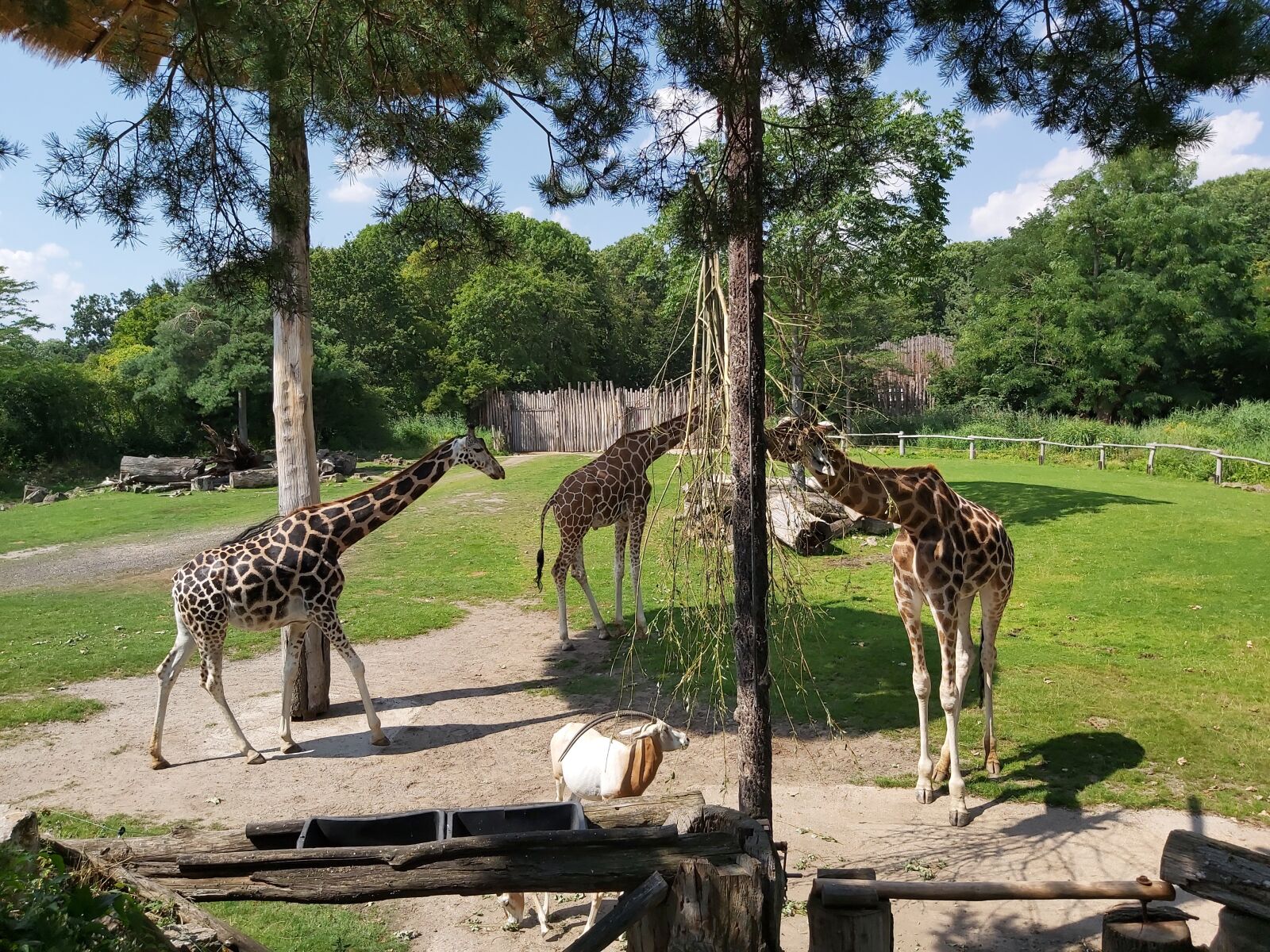 Samsung Galaxy A70 sample photo. Giraffes, zoo, nature photography