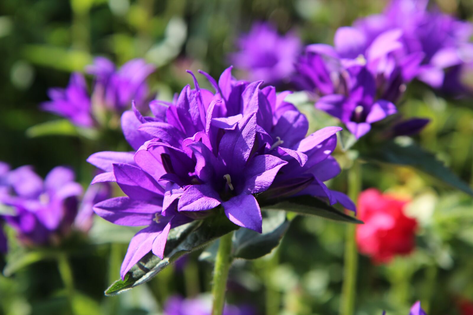 Canon EOS 600D (Rebel EOS T3i / EOS Kiss X5) sample photo. Flowers, purple flowers, flowering photography