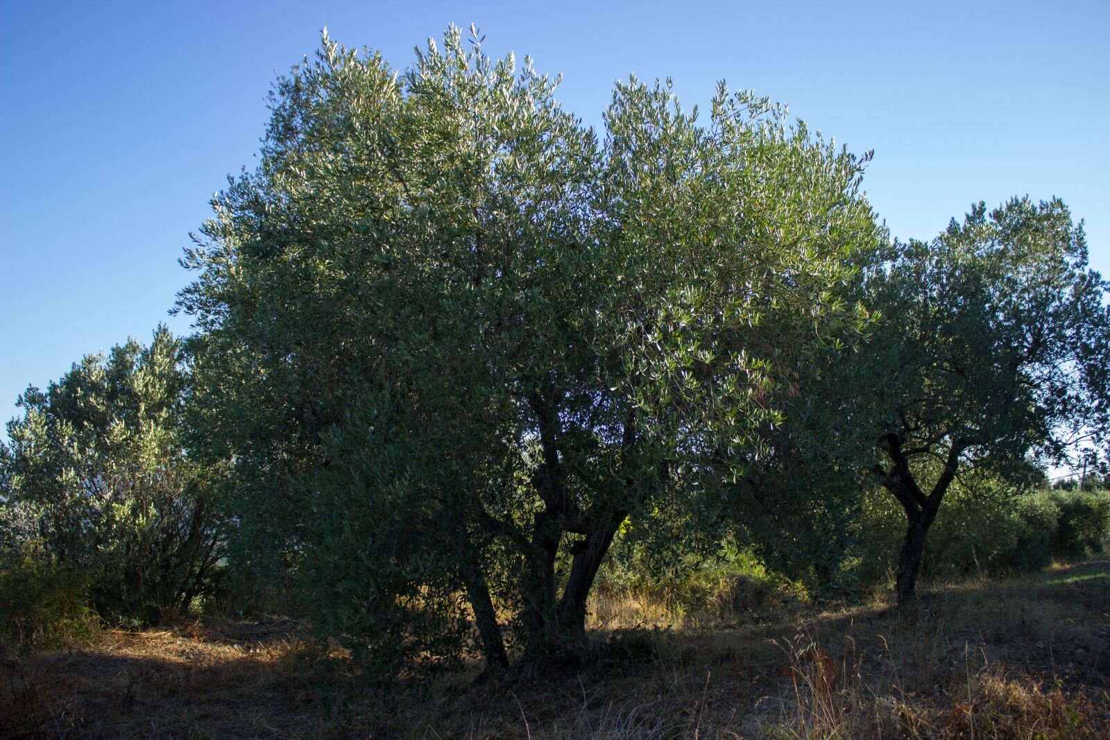 Canon EOS 600D (Rebel EOS T3i / EOS Kiss X5) sample photo. Olive tree, agriculture, italy photography