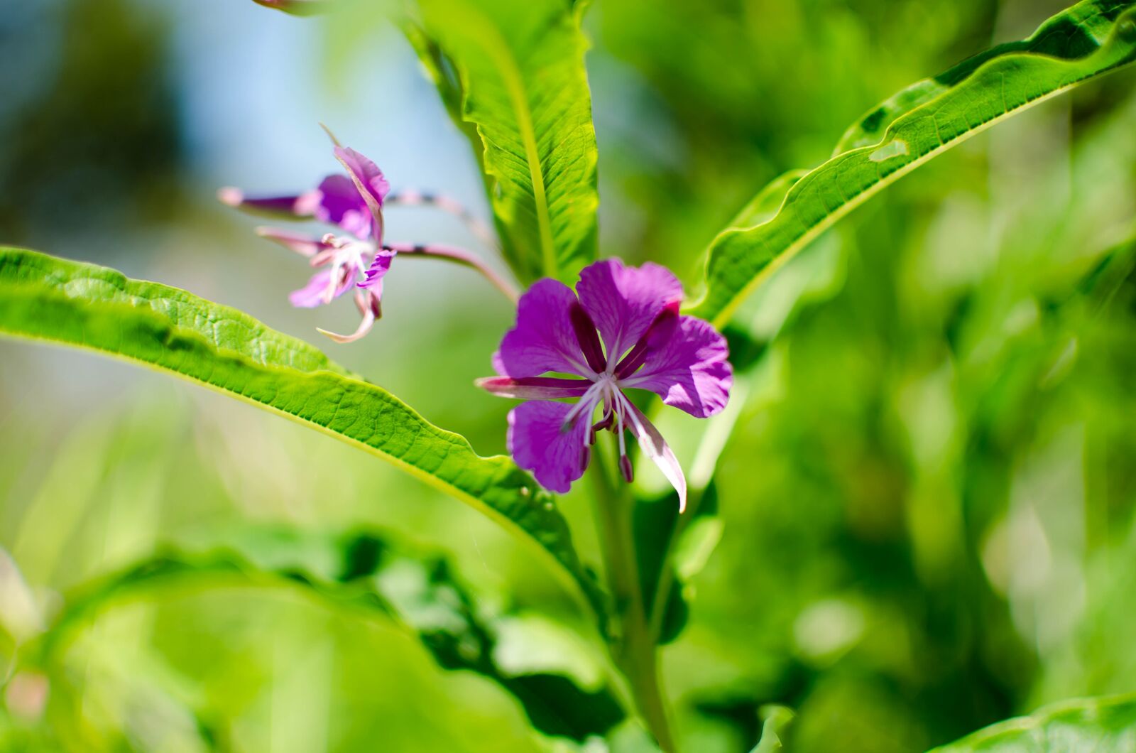 Nikon D5100 sample photo. Chamaenerion angustifolium, nature, fireweed photography