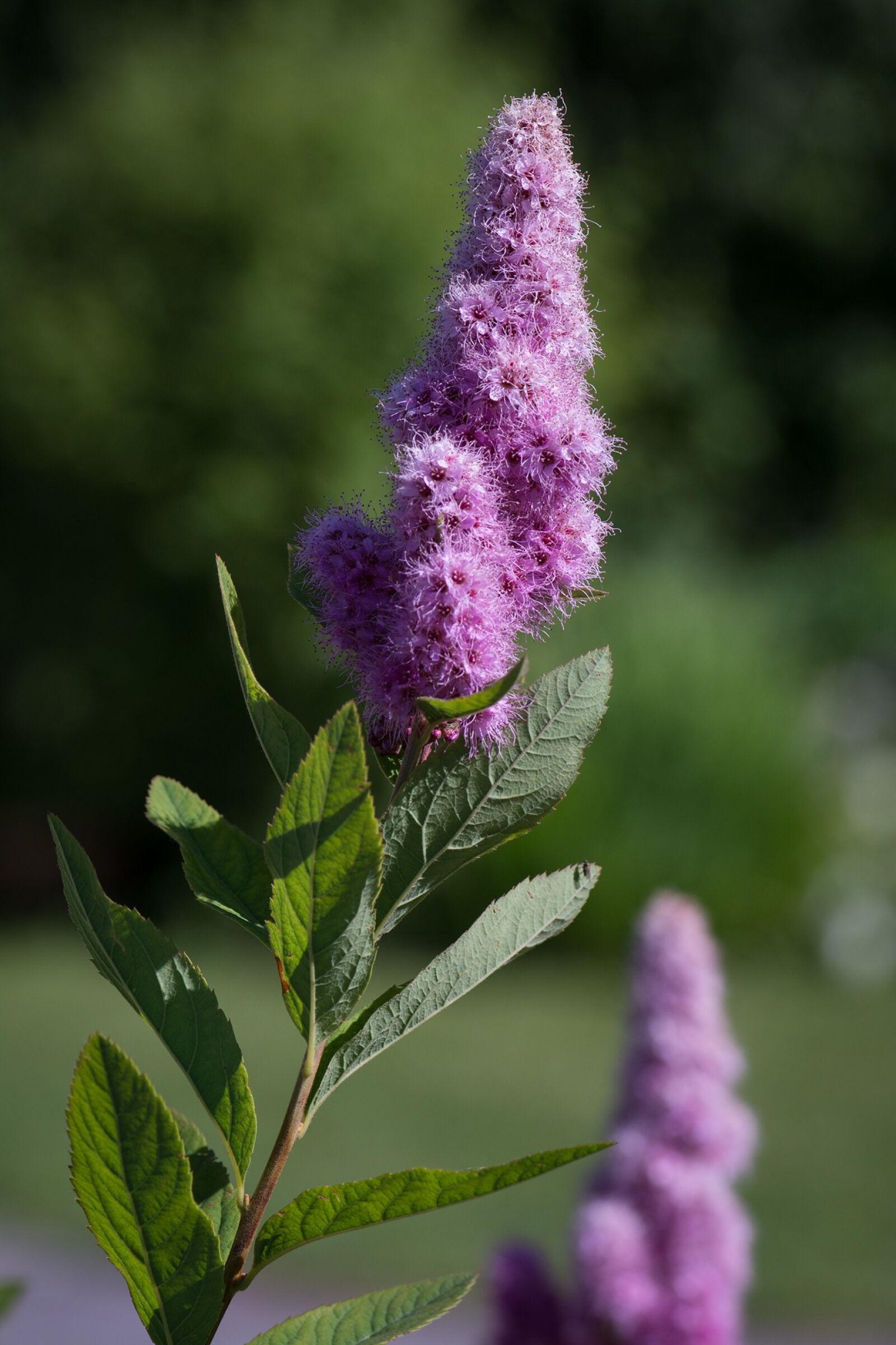 Nikon D7100 sample photo. Piston spiere, bush, ornamental photography