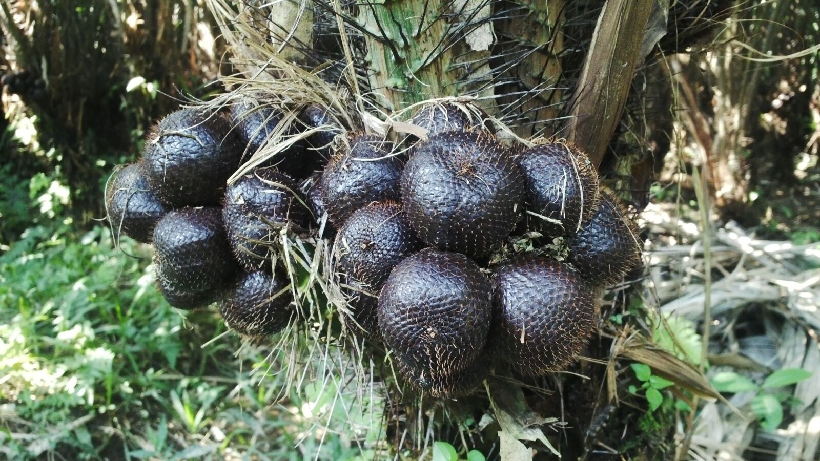 BlackBerry Z10 sample photo. Vegetables, farmer, indonesia photography