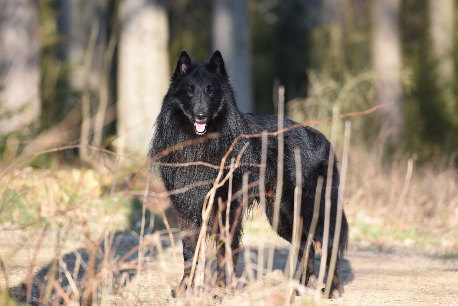 Nikon D750 sample photo. Dog, portrait, belgian shepherd photography