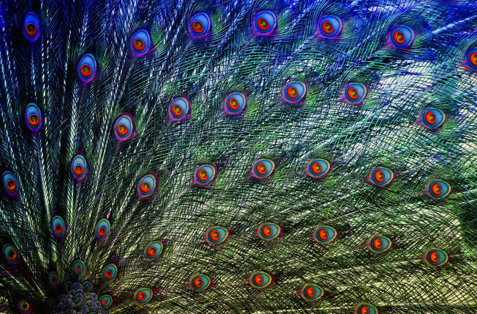 Nikon D7200 sample photo. Peacock feathers, colorful, feather photography