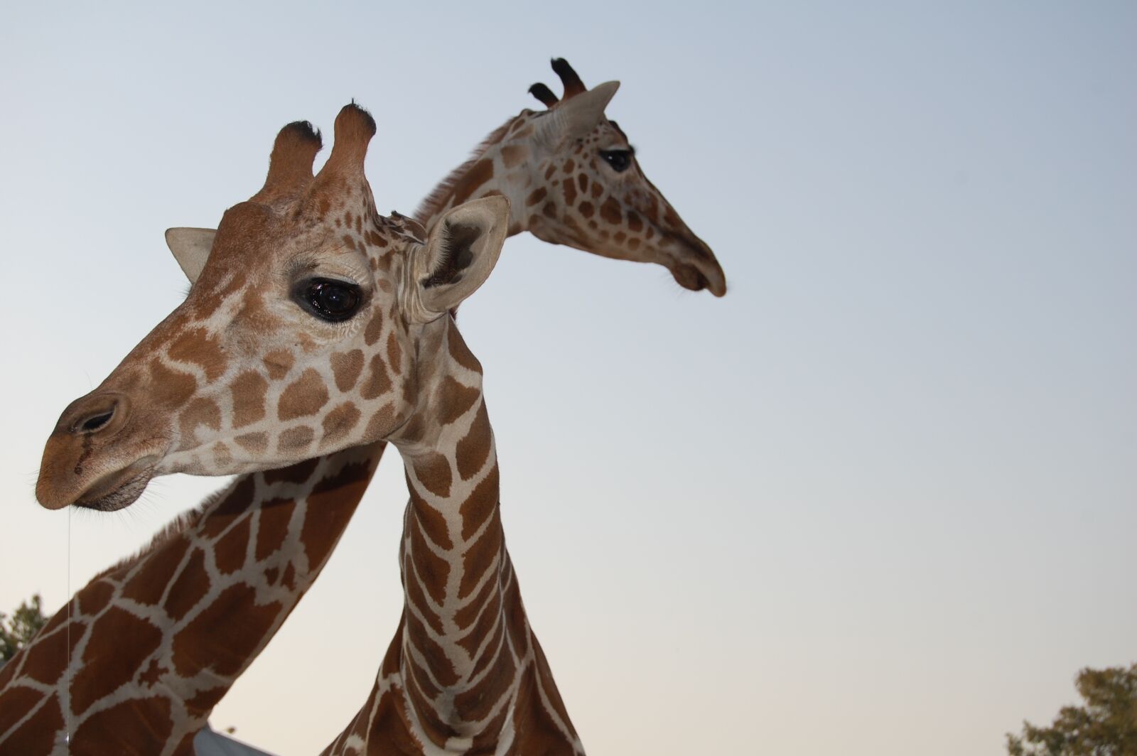 Nikon D40 sample photo. Giraffe, wildlife, zoo photography