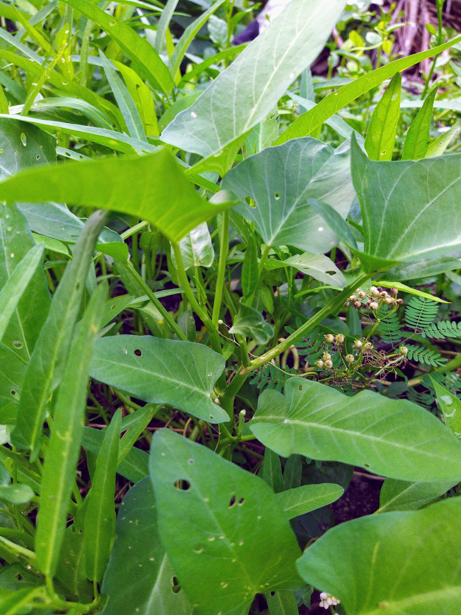 HMD Global Nokia 7.2 sample photo. Spinach, the garden, clean photography
