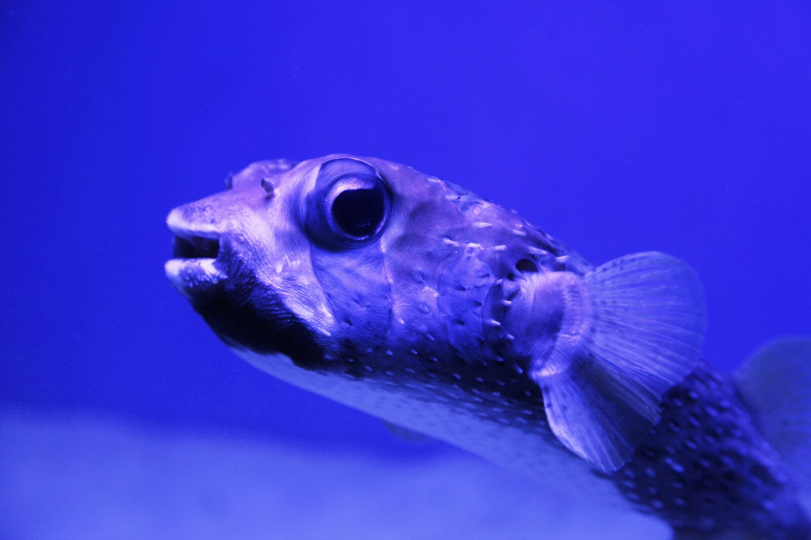 Canon EOS 5D Mark II sample photo. Pufferfish, fish, puffer photography