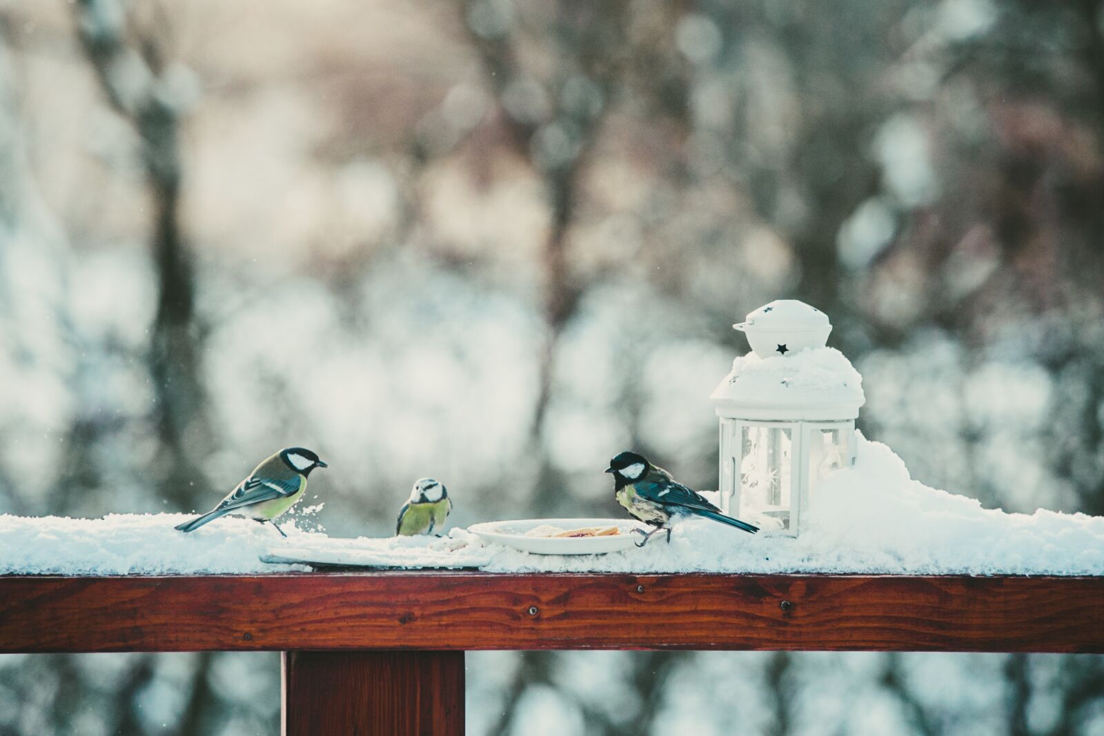 Canon EF 70-200mm F2.8L USM sample photo. Birds, bird, colors photography