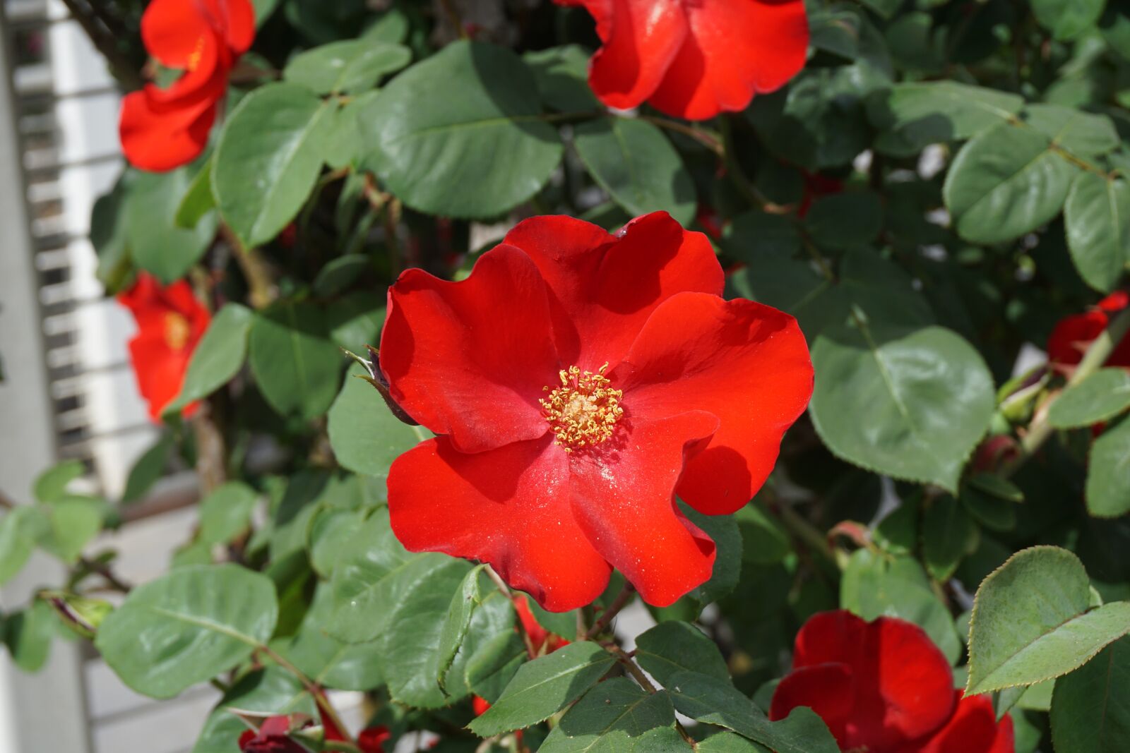 Sony a6000 sample photo. Rose, garden, flower photography