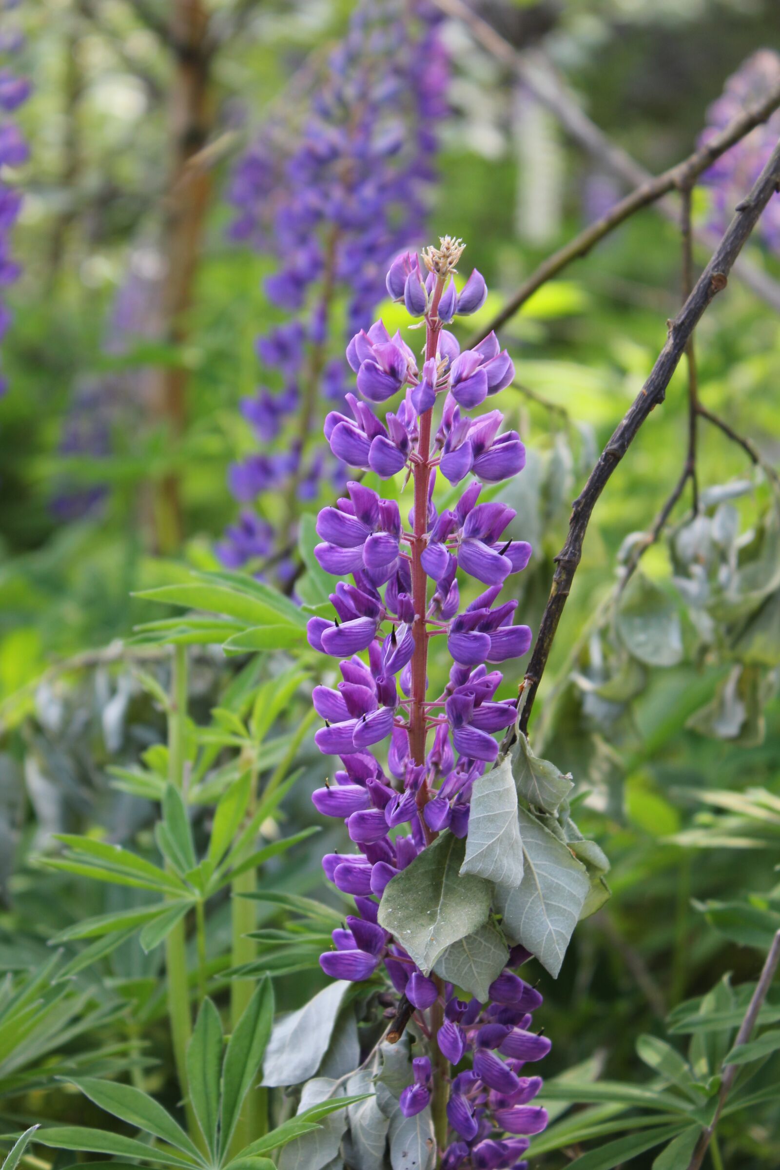 Canon EOS 550D (EOS Rebel T2i / EOS Kiss X4) sample photo. Lupine, sweden, summer photography