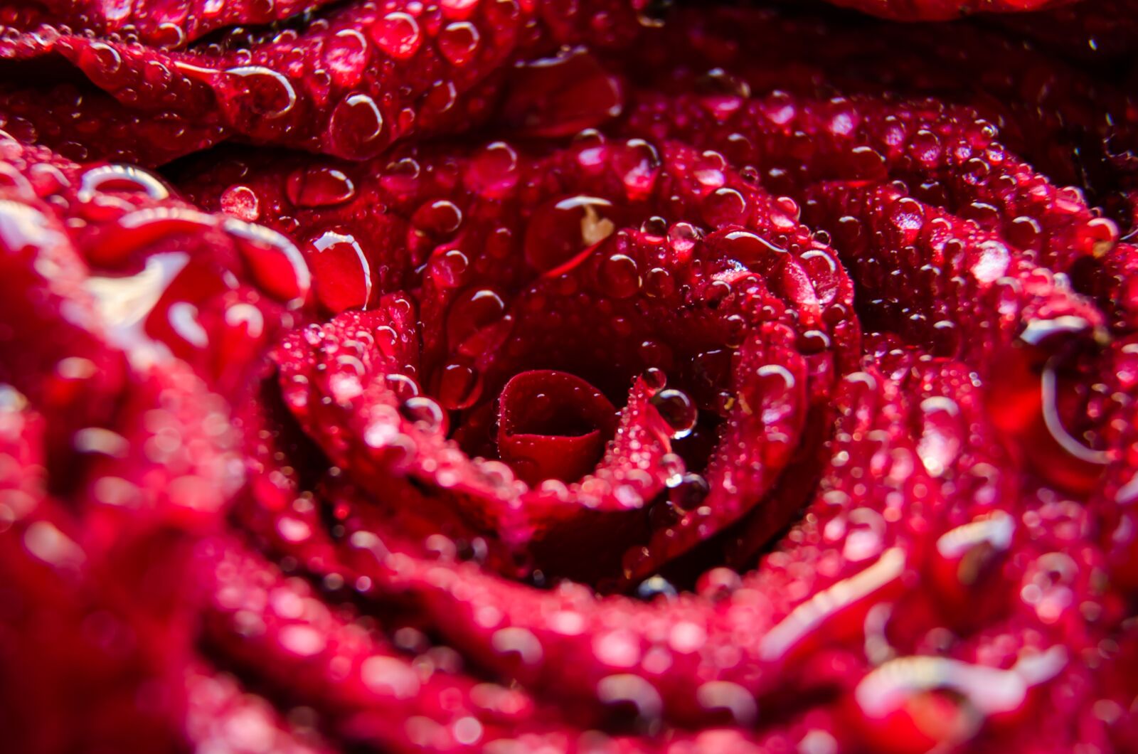 Nikon D5100 sample photo. Red, roses, flower photography