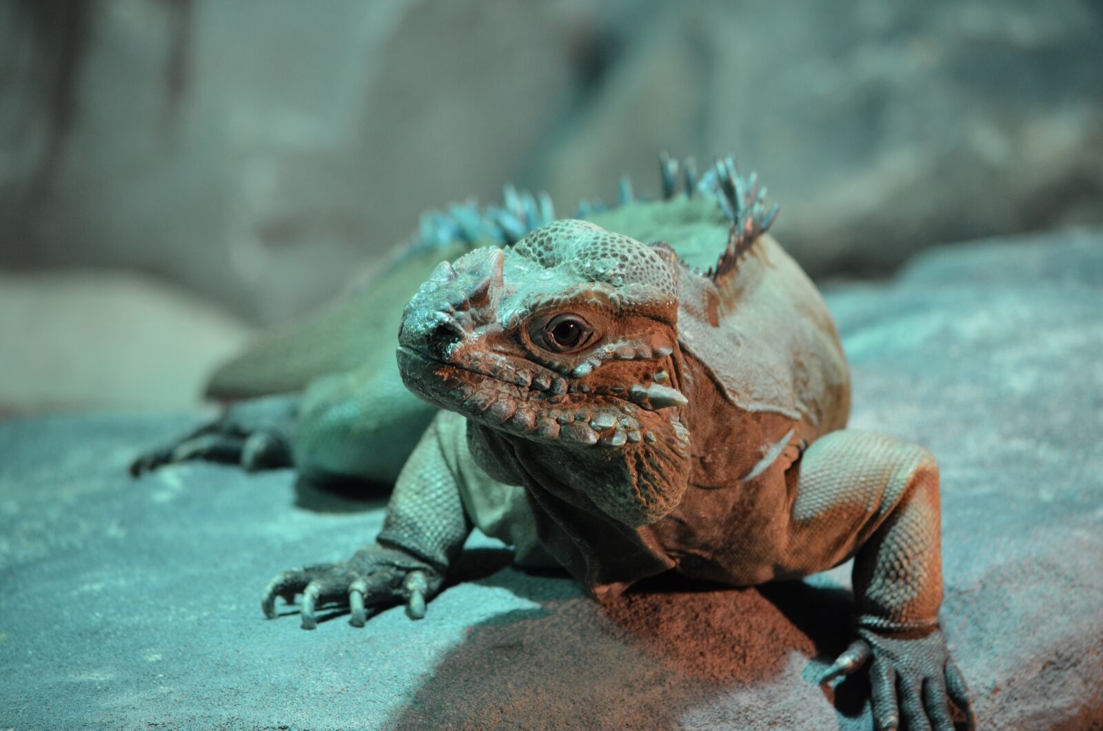 Nikon D5100 sample photo. Iguana, lizard, reptile photography