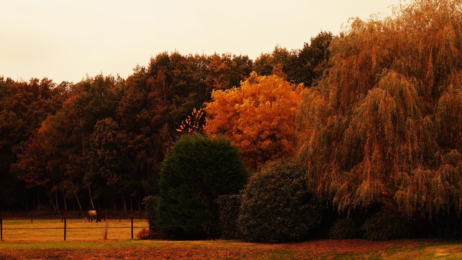 Sony DT 18-55mm F3.5-5.6 SAM II sample photo. Autumn, horse, trees photography