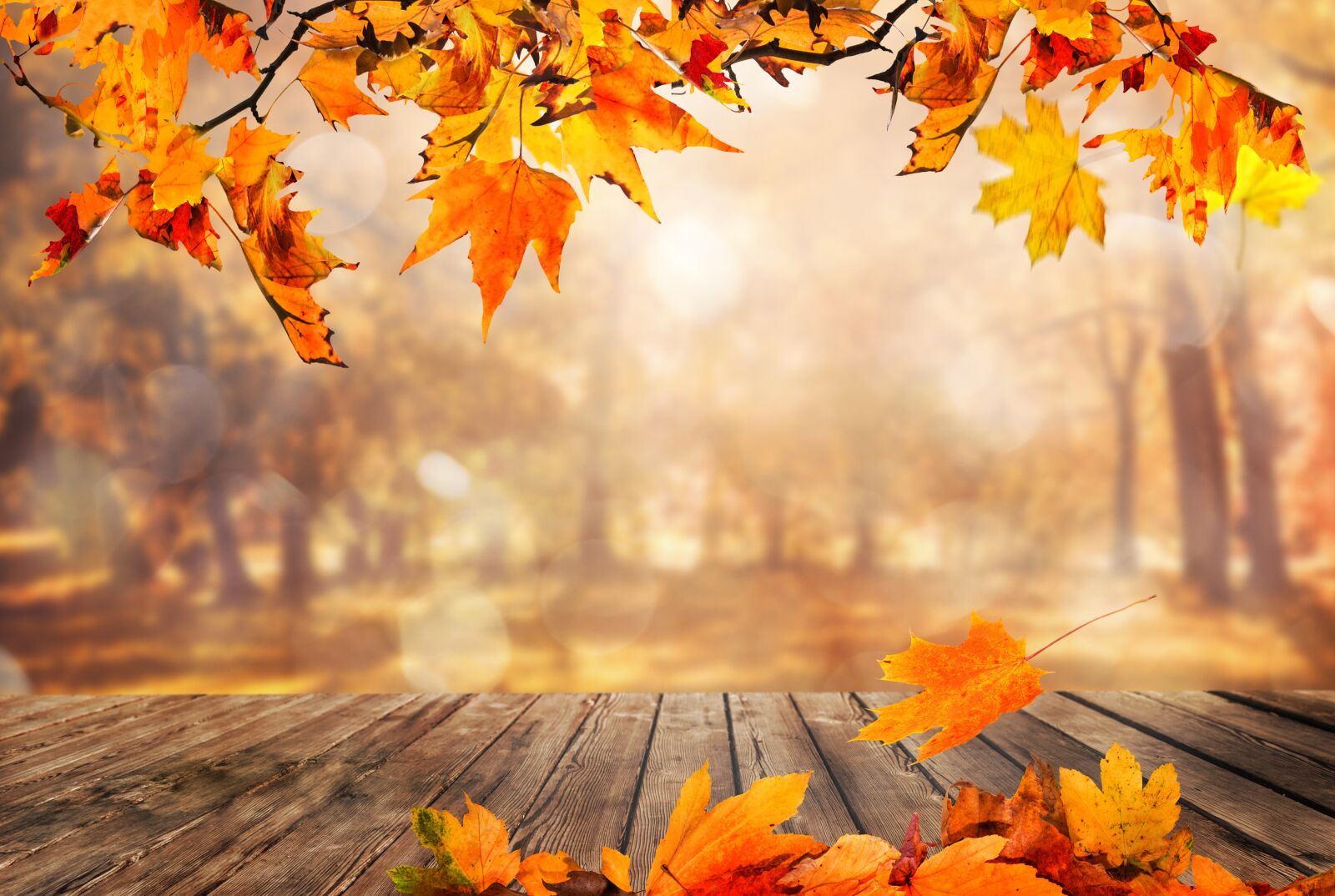 Nikon D600 sample photo. Fall, leaves, autumn photography