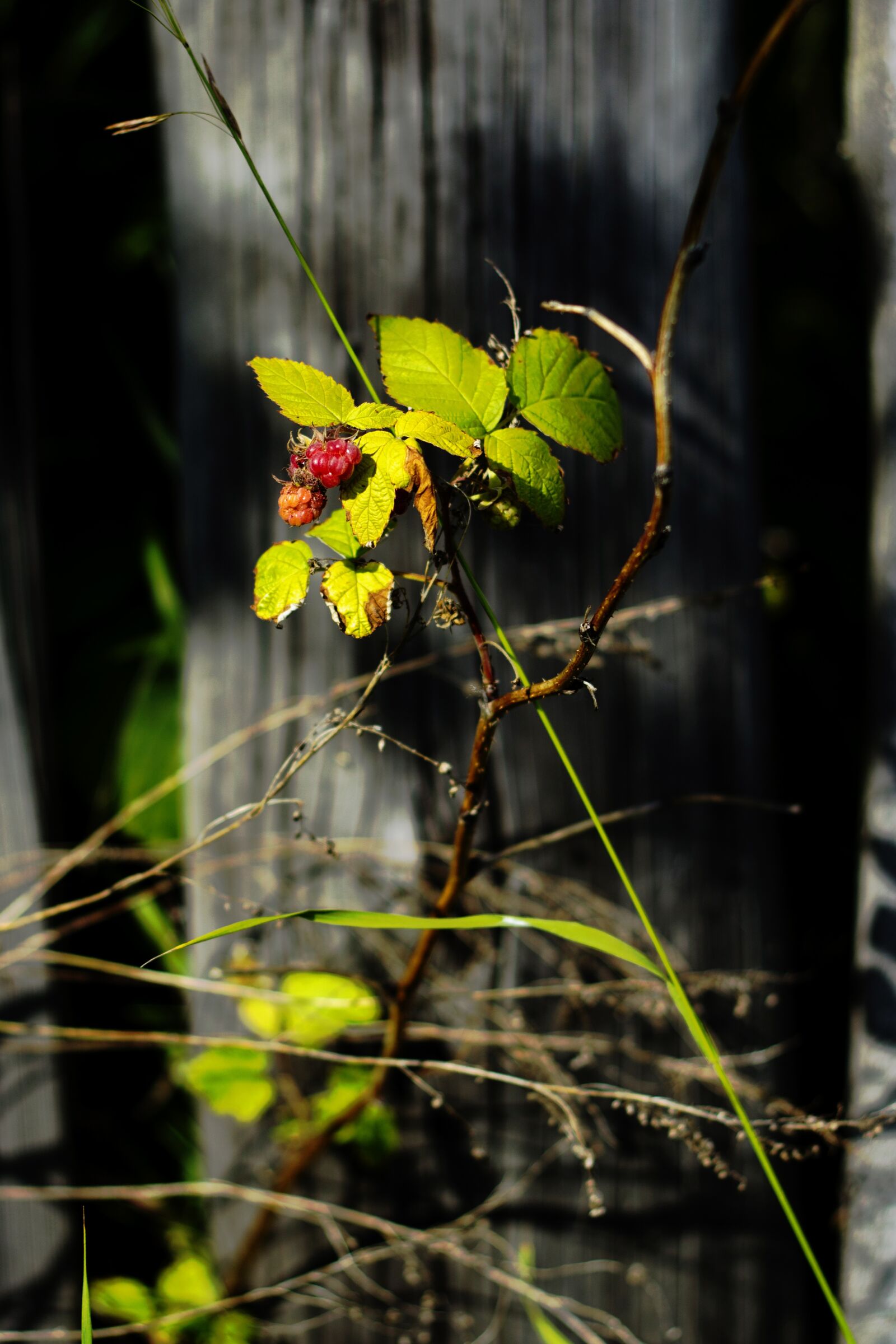 Canon EOS 600D (Rebel EOS T3i / EOS Kiss X5) + Canon EF 50mm F1.8 II sample photo. Summer, fence, road photography