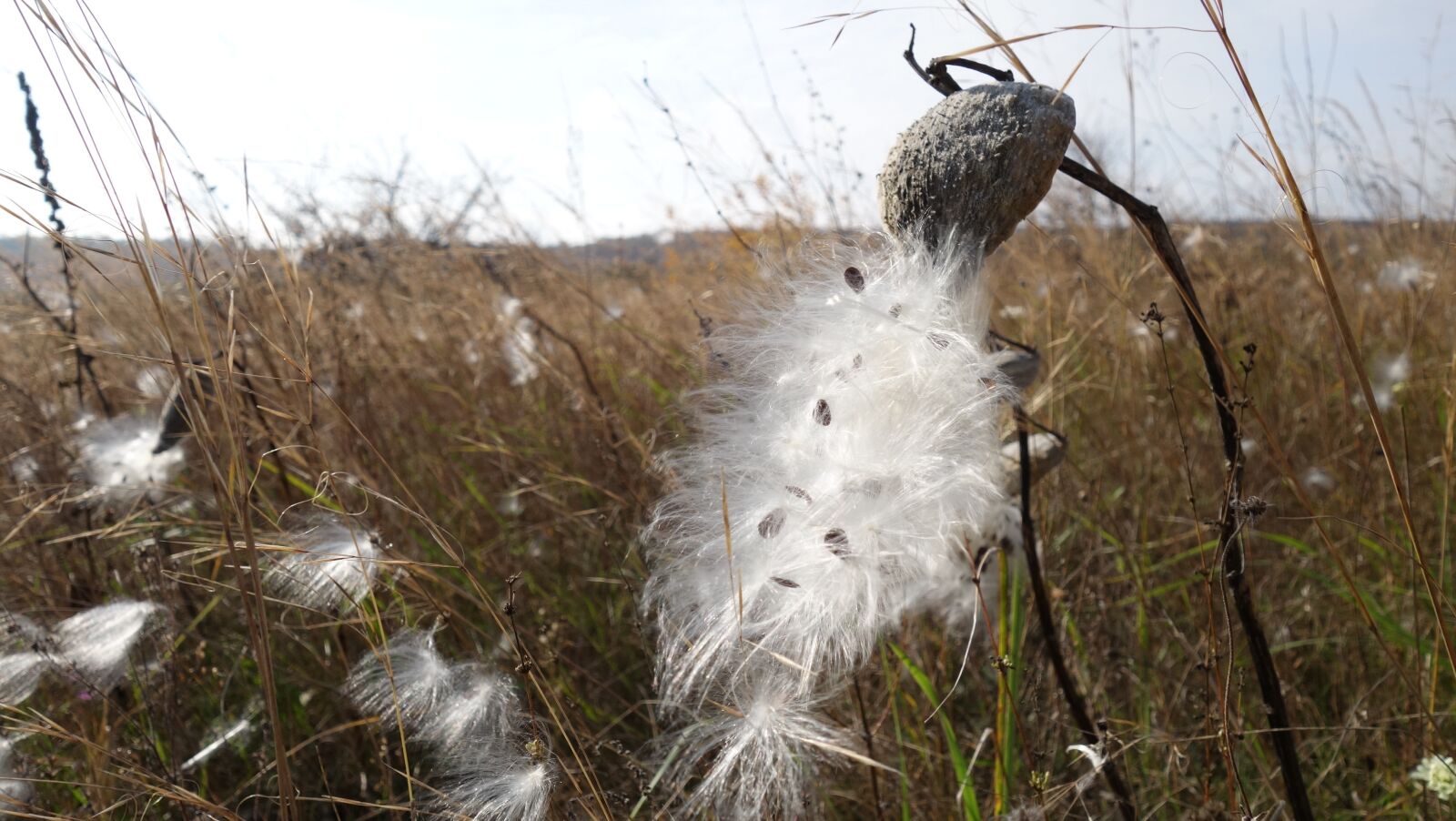 Sony Cyber-shot DSC-RX100 II sample photo. Field, autumn, crop photography