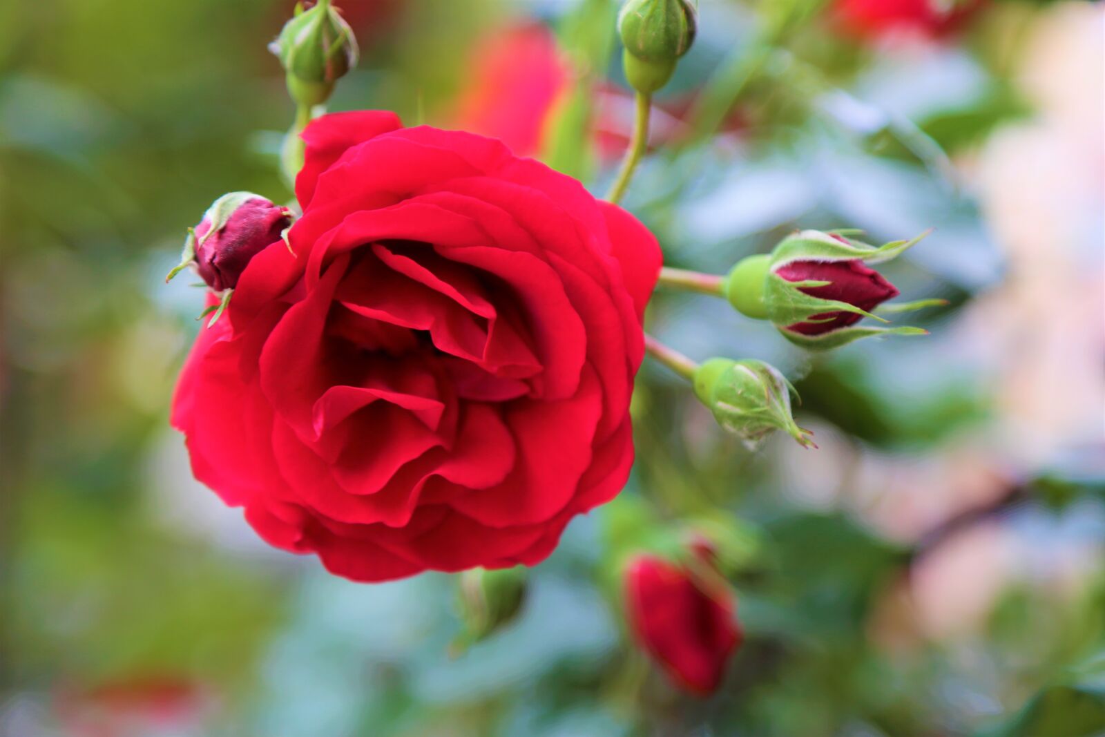 Canon EF 24-105mm F4L IS USM sample photo. Rose, red rose, flower photography