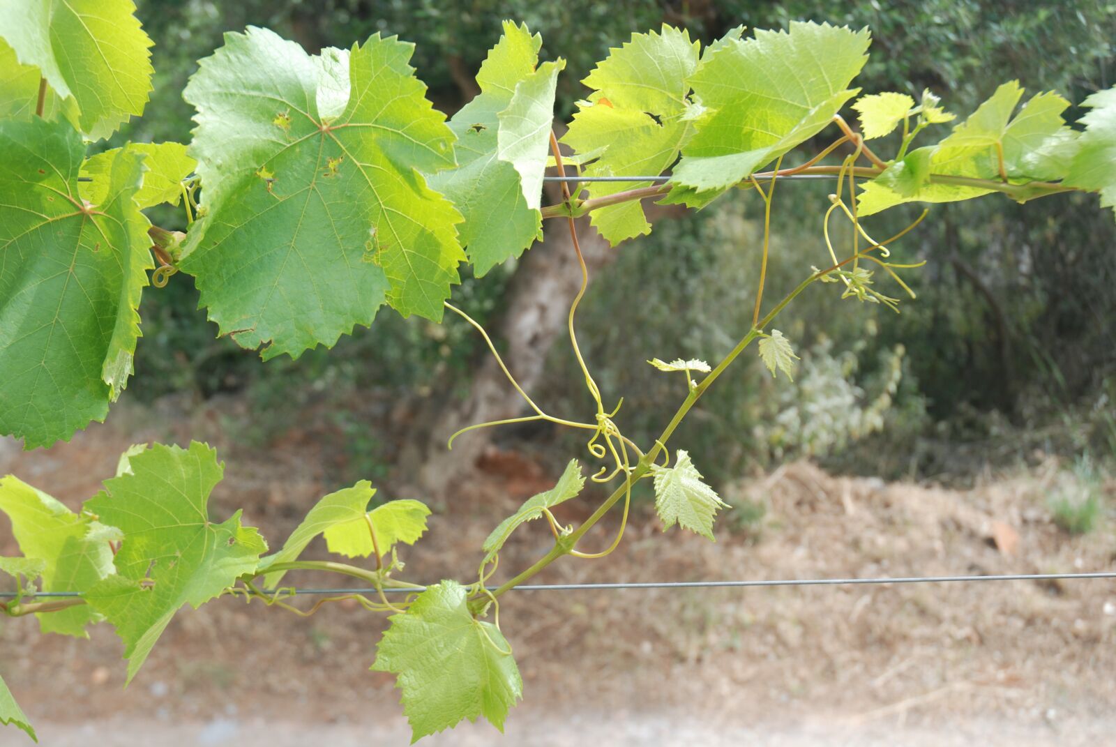 Nikon D80 sample photo. Klima, arbor, leaves photography