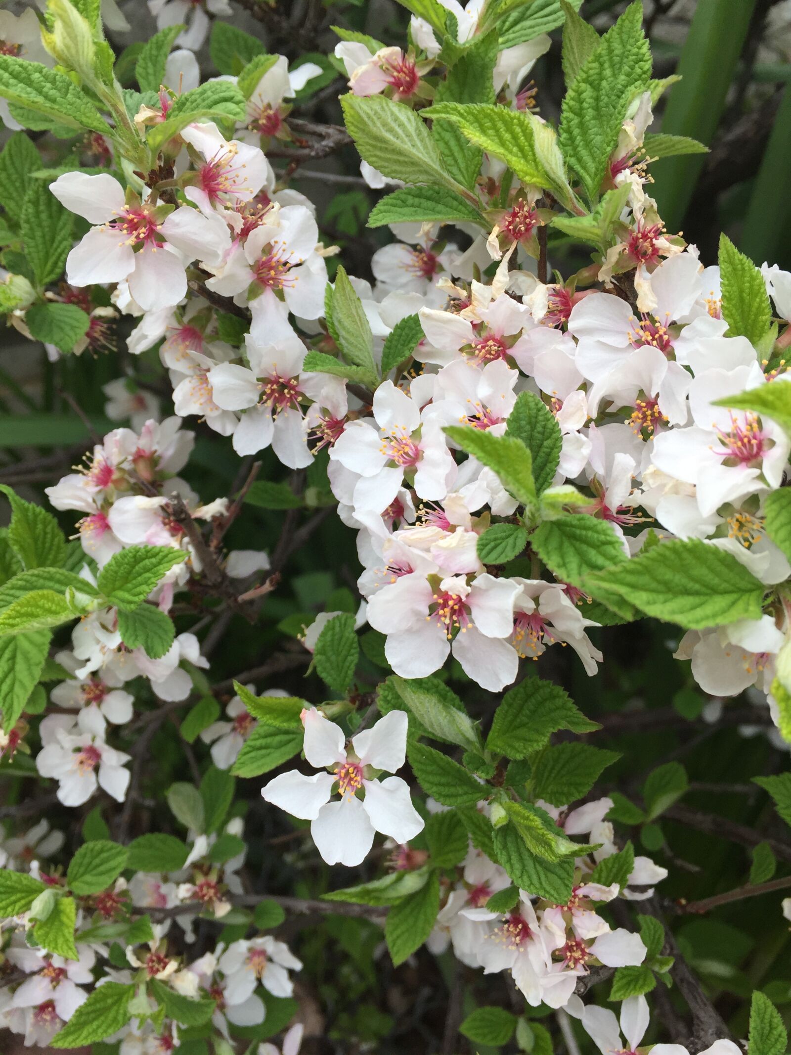 Apple iPhone 6 sample photo. Cherry blossoms, singlet, white photography