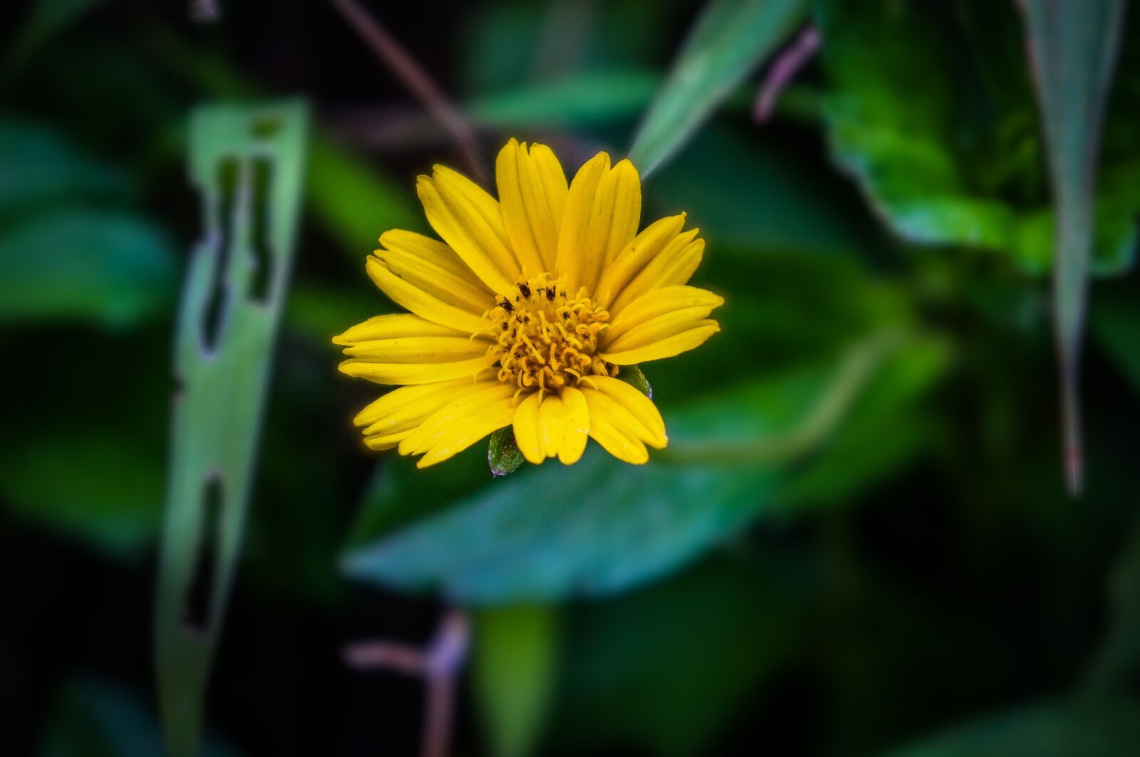 Sony Alpha NEX-5N sample photo. Flower, yellow, blossom photography