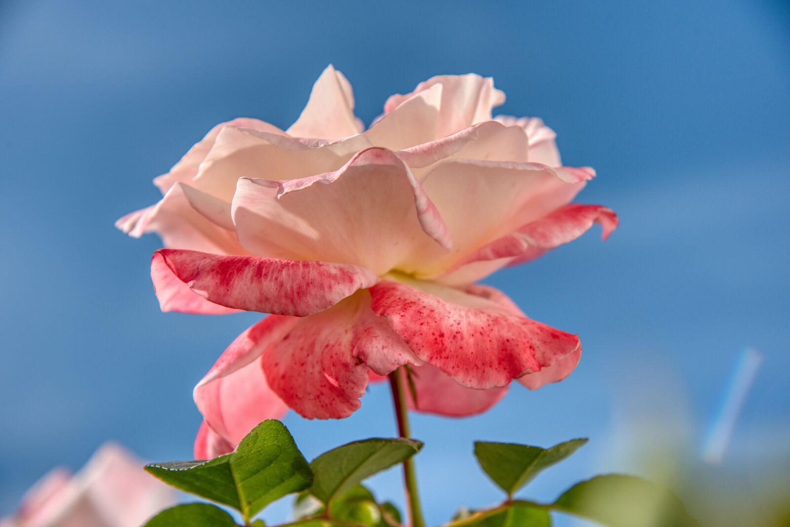 Nikon D750 sample photo. Rose, white, sunny photography