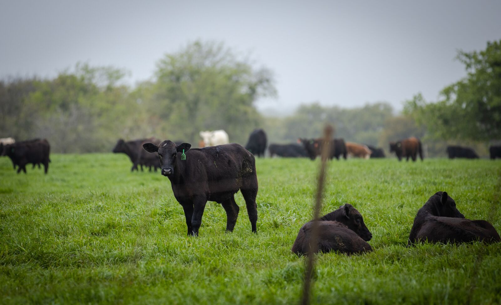 Canon EOS R sample photo. Cows, farm, livestock photography