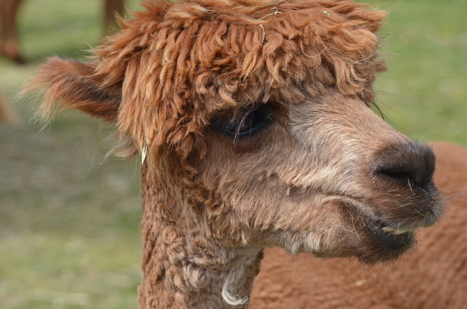 Nikon D5100 sample photo. Alpaca, wool, lama photography