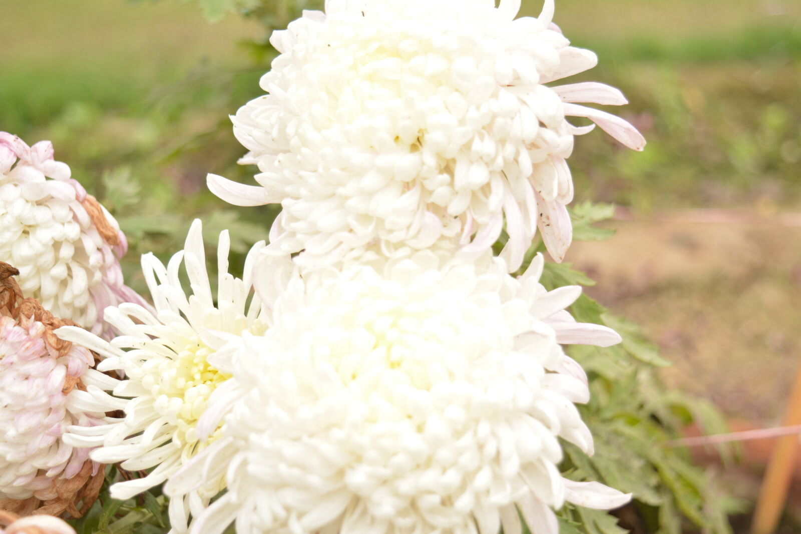 Nikon D5200 sample photo. Bokeh, flowers, nature, outdoors photography