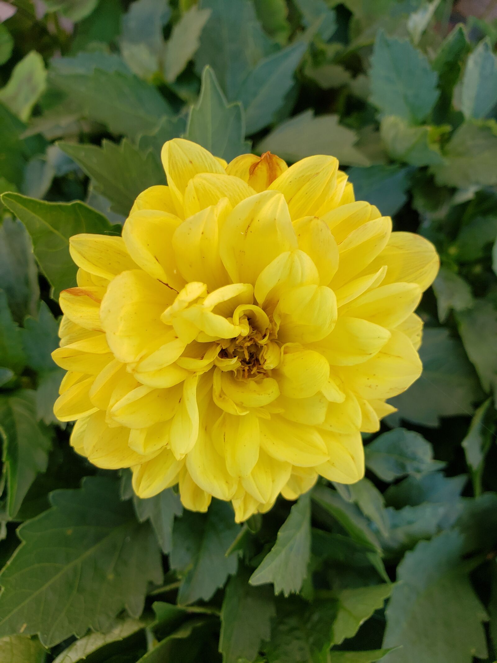 Samsung Galaxy S9 sample photo. Flower, summer, nature photography