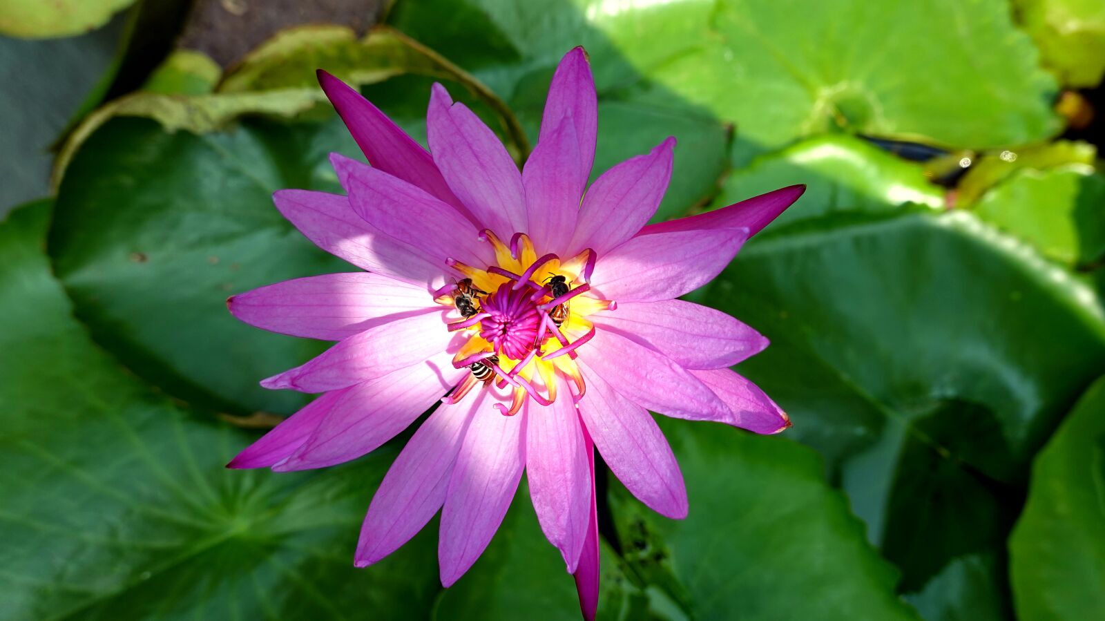 Sony Cyber-shot DSC-RX100 VI sample photo. Lotus flower, flower, lotus photography