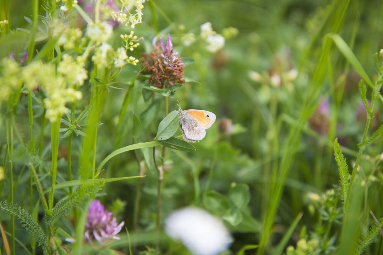 Canon EOS 700D (EOS Rebel T5i / EOS Kiss X7i) sample photo. Butterfly, meadow, summer photography